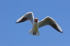 seagull attack 2