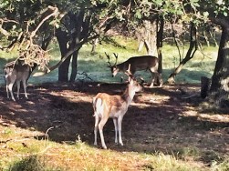 20151003 Waterleidingduinen Hertjes